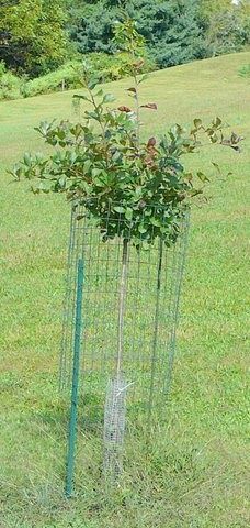 Protect Apple Trees From Deer, Deer Fence Around Fruit Trees, Protect Trees From Deer, Tree Protection From Deer, Michigan Garden, How To Make Trees, Deer Resistant Shrubs, Michigan Gardening, Plant Cages