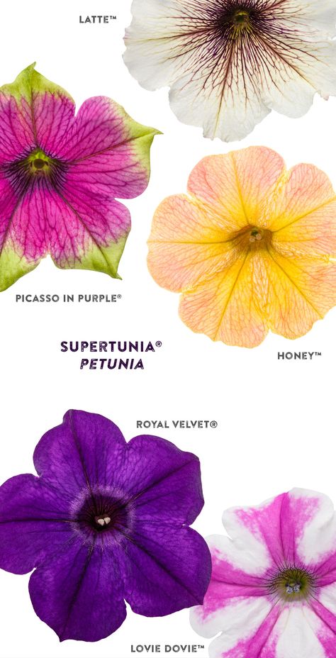 Petunia Color Combinations, Family Commune, Canadian Garden, Plant Planters, Moving Plants, Flower Recipes, Apartment Gardening, Companion Gardening, Purple Petunias