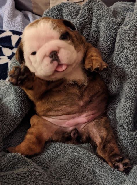 Aussie Bulldog, Baby English Bulldogs, Miniature Bulldog, Baby Bulldogs, Mini Bulldog, Puppy Bulldog, Baby Bulldog, Cute Bulldog Puppies, Super Cute Puppies