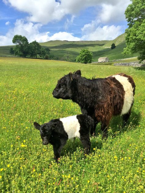 Dutch Belted or Galloway Cows. Belted Galloway Cows, Galloway Cattle, Belted Galloway, Miniature Cows, Cutee Animals, Dream Farm, Beef Cattle, Baby Cow, Cow Calf