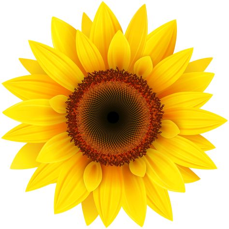 Sunflower, Yellow, Red, White