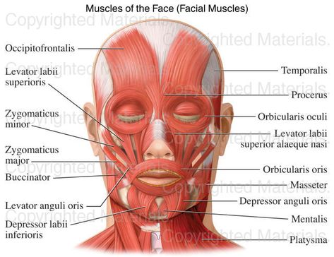 Muscles of the Face (Facial Muscles) Facial Muscles Anatomy, Muscle Diagram, Head Muscles, Skin Anatomy, Muscle Structure, Muscles Of The Face, Gross Anatomy, Facial Anatomy, Face Anatomy