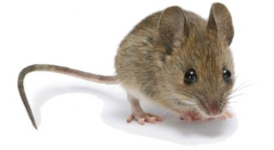 GOT MICE IN YOUR HOUSE? Getting Rid Of Mice, Rodent Control, Old Farmers Almanac, Mouse Rat, House Mouse, Arte Inspo, Cute Mouse, Rodents, Animal Photo