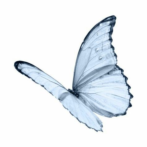 Baby Blue Aesthetic, Minimalist Icons, Blue Aesthetic Pastel, Png Aesthetic, Butterfly Drawing, Aesthetic Pastel, Png Icons, Widget Icon, Spring Aesthetic