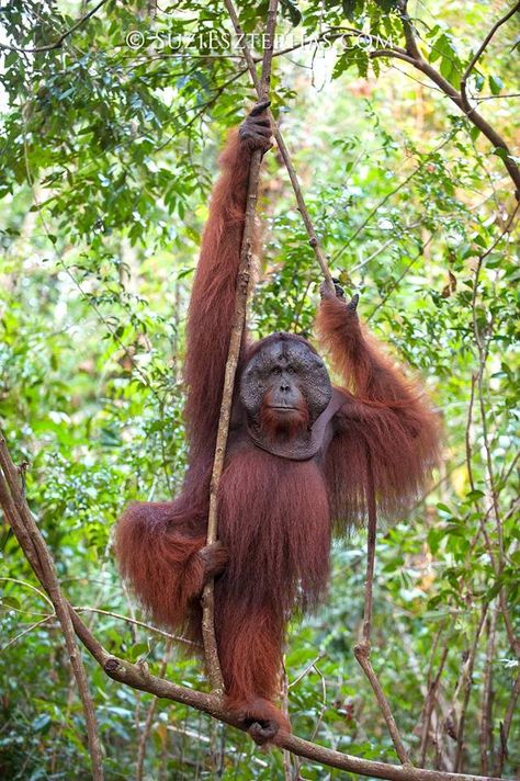 SOLITARY  Most of the time, male orangutans lead solitary lives high up in the trees. Bornean adult male by Suzi Eszterhas  www.suzieszterhas.com/galleries/search.php?collection=bornean+orangutan+collection via Frans de Waal - Public Page Facebook Orangutan Photography, Male Orangutan, Bornean Orangutan, Mountain Gorilla, Wildlife Photographer, Great Ape, Types Of Animals, Endangered Animals, Primates