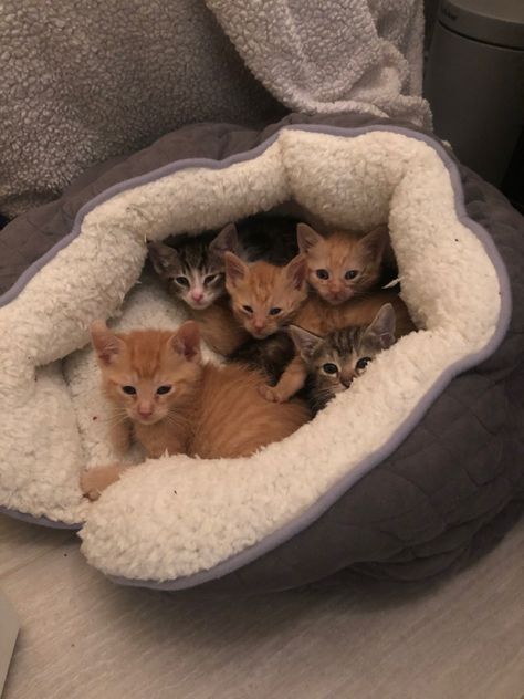 kitten litter, baby kittens, orange cat, cute cats Fragile Sanctuary, Loss Of Innocence, Kitten Litter, Orange Kitten, Baby Orange, Orange Kittens, Tabby Kitten, Orange Tabby Cats, Pets 3