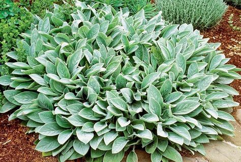 What to Know About Ground Covering Plants Geranium Macrorrhizum, Stachys Byzantina, Silver Carpet, Sweet Woodruff, Ground Covers, Lamb's Ear, Plant Benefits, Plant Catalogs, Big Ears