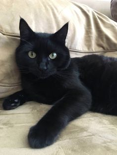 Meet Sergeant Pepper Black Cat Aesthetic, Cats Pictures, Cute Black Cats, Cat Photography, Cats Kittens, Cat Aesthetic, Cats Meow, Pretty Cats, Black Cats