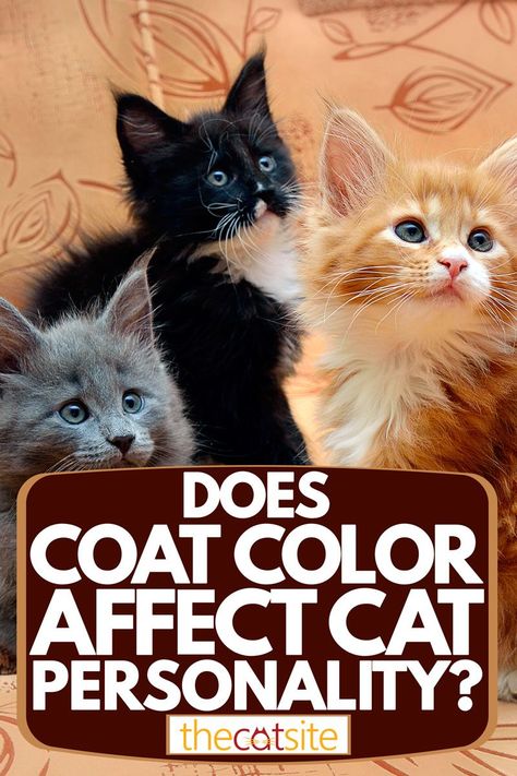 Three different colored cats sitting on the couch, Does Coat Color Affect Cat Personality? Cat Colors Meaning, Cat Personality Types, Cats Colors, Cat Personality, Cats Sitting, Meow Mix, Cow Cat, Sitting On The Couch, Cream Cat