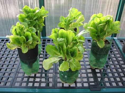 Homemade Hydroponic System, Hydroponic Gardening System, Growing Food Indoors, Hydroponic Farming, Hydroponics Diy, Hydroponic Growing, Aquaponics System, Garden Types, Hydroponics System