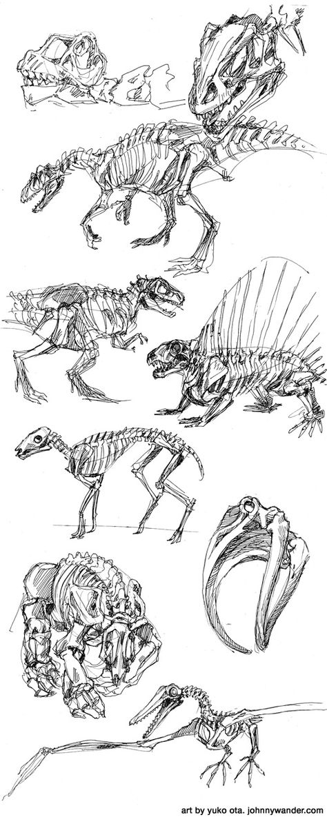 Dinosaur Skeleton Sketch, Dinosaur Skeleton Art, Dinosaur Bones Drawing, Dinosaur Skeleton Drawing, Animal Skeleton Drawing, Dinosaur Drawing Sketch, Dinosaur Skeleton Tattoo, Fossil Drawing, Skeleton Sketches