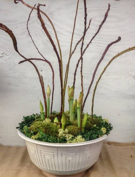 arrangements with amaryllis | Oak Street Garden Shop and Local Market Christmas Amaryllis Arrangements, Bulb Arrangements, Potted Amaryllis, Waxed Amaryllis Bulbs, Amaryllis Centerpiece, Amaryllis Arrangement, Yellow Twig Dogwood, Forcing Bulbs, Amaryllis Christmas