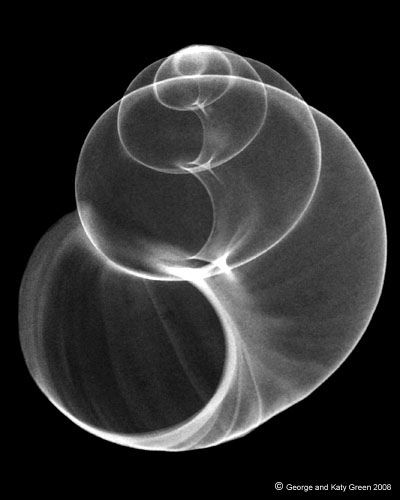 https://flic.kr/p/4o7Cff | Fresh Water Pond Snail or Apple Snail Negative Xray Image | Xray Photo of Apple Snail, Pomacea sp. Fresh water pond snail Larger version and… Xray Photography, Spirals In Nature, Apple Snail, Xray Art, Pond Snails, Natural Form Art, Natural Structures, Water Pond, Toasters