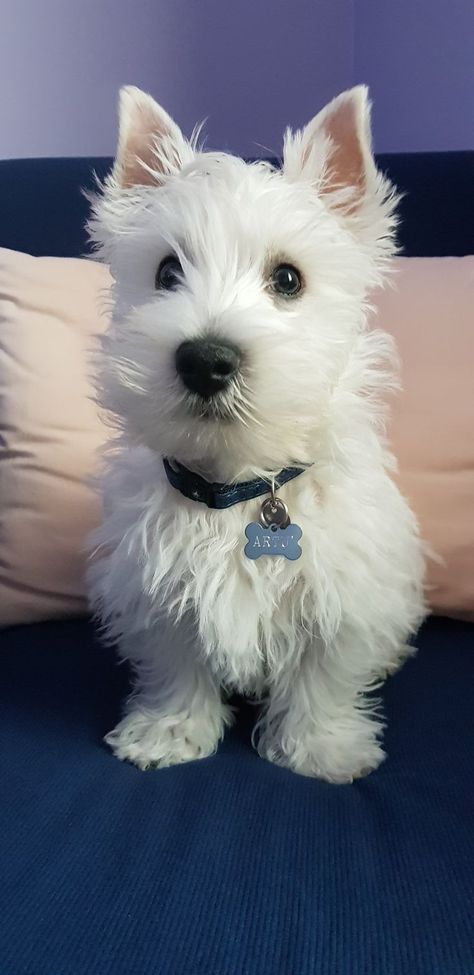 West Terrier, Westie Puppies, Highland Terrier, Highlands Terrier, Westie Dogs, White Terrier, West Highland White Terrier, West Highland Terrier, White Dog