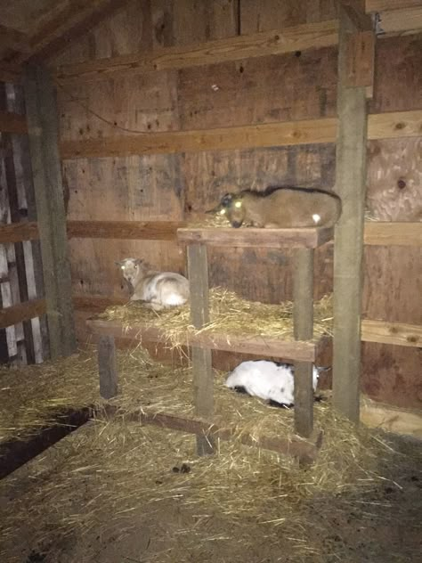 Goat Bed Goat Building Ideas, Goat Beds Raised, Goat House Interior, Goat Sleeping Platform, Raised Goat Bed, Goat Bunk Beds, Goat Bed Ideas, Goat Waterer Ideas, Goat Feeder Ideas