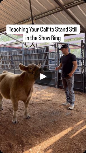 4.9K views · 799 reactions | How we use the Big Bungee to help teach our calves to stand still in the show ring 👍🏼 #showcattle #cattleshow #livestock #livestockshow #showsteer #showheifer #ffa #4h | Stock Up Supply How To Halter Break A Calf, Show Cattle Barn, Show Steers, Cattle Barn, Show Goats, Show Cattle, Showing Livestock, Ffa, Rodeo