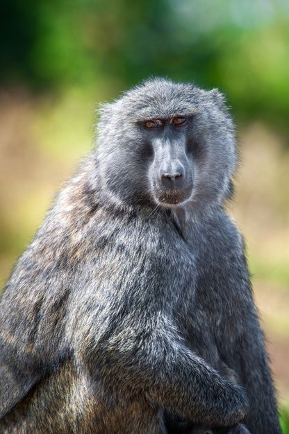 Vervet Monkey, Animals Forest, Zambezi River, Family Nature, Baboon, Jungle Safari, Nature Animals, Free Photo, Tanzania