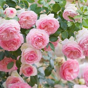 Eden Climbing Rose, Iceberg Climbing Rose, White Climbing Roses, Hillside Gardening, Rose Plant Care, Eden Rose, Hybrid Tea Rose, Climbing Flowers, Fragrant Roses