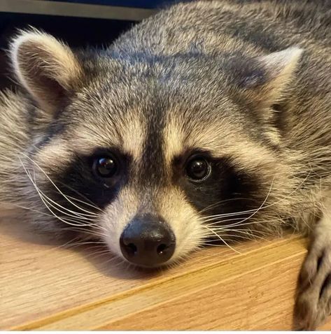 Raccoon Reference Photo, Racoon Aesthetic, Raccoon Images, Raccoon Aesthetic, Raccoon Face, Raccoon Eyes, Trash Pandas, Raccoon Art, Pet Raccoon