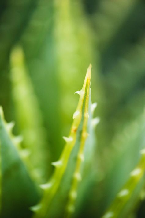 Closeup Photography of Aloe Vera Plant · Free Stock Photo Aloe Vera Photography, Benefits Of Aloe Vera Gel, Aloe For Hair, Benefits Of Aloe Vera, Hair Mask Recipe, Aloe Vera Hair Mask, Aloe Vera Skin Care, Eucalyptus Globulus, Aloe Vera For Hair