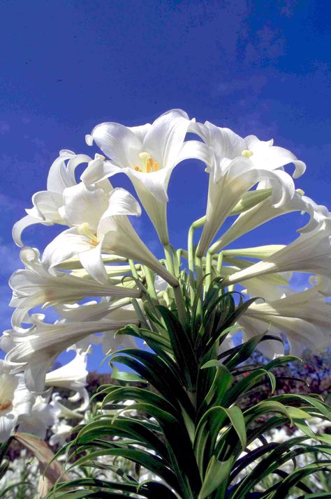 Bermuda Easter Lily scott stallard Lily Bulbs, Red Lily, Easter Garden, Easter Lily, Cool Wallpaper, White Flowers, Flower Garden, Beautiful Flowers, Planting Flowers