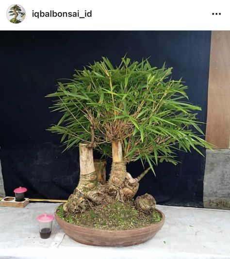 Bamboo Bonsai, Bonsai Kit, Garden Bonsai Tree, Bonsai Nursery, Bonsai Forest, Bonsai Techniques, Amazing Animal Pictures, Mini Bonsai, Bamboo Garden