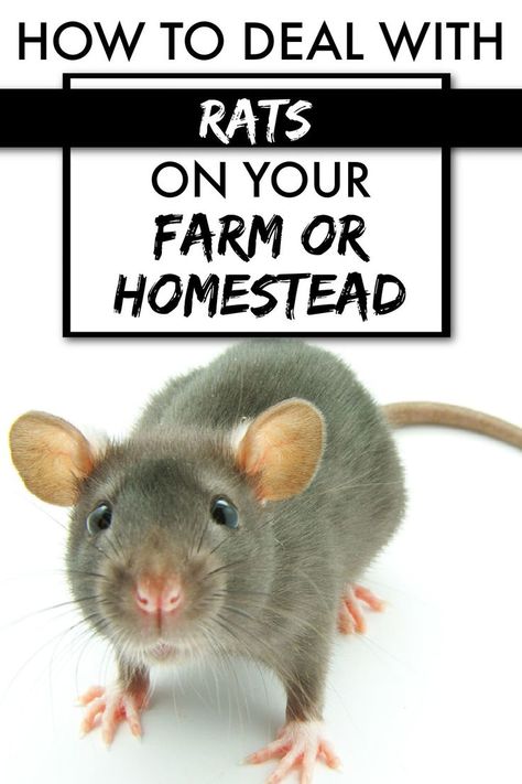 close up of a rat with text overlay How to Deal with RATS on your Farm or Homestead Preserving Green Beans, Get Rid Of Rats, Mouse Poison, Getting Rid Of Rats, Rodent Repellent, Acre Homestead, Homestead Life, Chicken Feeders, Homestead Farm