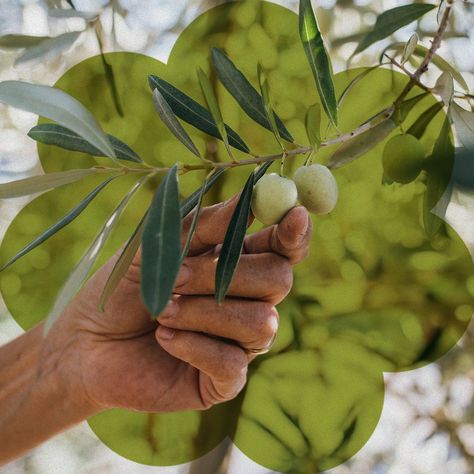 Olive Picking, Olive Harvest, Dinosaur Footprint, Trip To Italy, Italian Countryside, Travel Food, Coop, Small Groups, The Way