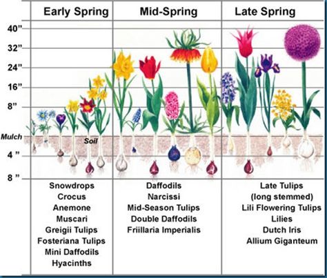 As this chart shows, the bloom time is also considered in the planting scheme. Spring Blooming Flowers, Hot Colors, Fall Bulbs, Different Types Of Flowers, Spring Flowering Bulbs, Garden Bulbs, Spring Bulbs, Fall Plants, Bulb Flowers