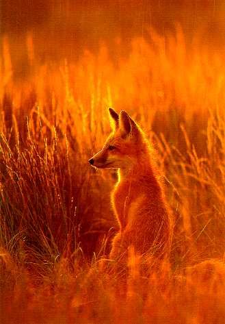 Orange Sunset Fox Image Joker, Orange Aesthetic, Orange Wallpaper, Wild Dogs, Aesthetic Colors, Red Fox, Happy Colors, Shades Of Orange, Beautiful Creatures