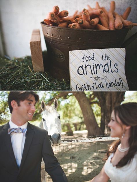 Horse Wedding Theme, Vintage Farm Wedding, Event Planning Guide, Equestrian Wedding, Zoo Wedding, Horse Wedding, Country Theme, Wedding Pets, Marrying My Best Friend