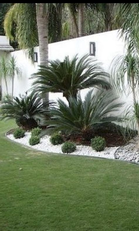 Landscaping With Palm Trees Front Yard, Palm Tree Landscape Ideas Front Yards, Front Yard Landscaping Palm Trees, Small Front Yard Landscaping Ideas With Palm Trees, Traveler Palm Landscaping, Tropical Backyard Landscaping, Palm Trees Landscaping, Front Lawn Landscaping, Small Front Yard Landscaping