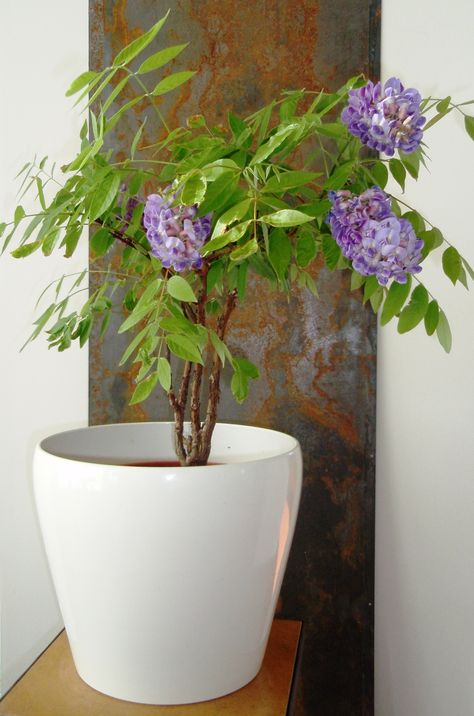 Wisteria frutescens, in a pot. Planting Wisteria, Wisteria In A Pot, Wisteria Window, Wisteria How To Grow, Wisteria Pergola, Wisteria Plant, Wisteria Garden, Rainbow Waterfall, Wisteria Tree