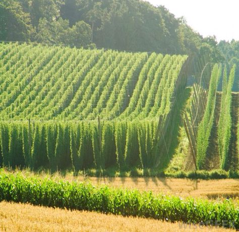 Hop time! Hop Farm, Hops Vine, Herbs For Sleep, Hops Plant, Types Of Farming, Beer Hops, Humulus Lupulus, How To Make Beer, Hobby Farms