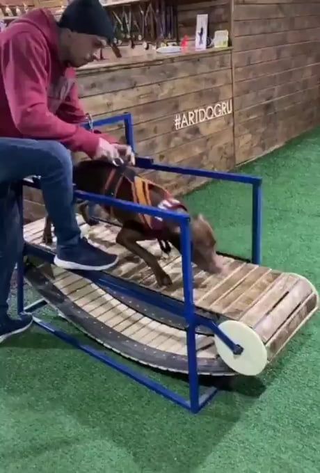 Treadmill Designed Specially for Dogs Dog Treadmills, Creative Motivation, Rube Goldberg Machine, Poor Dog, Cuddly Animals, Work With Animals, Cute Funny Animals, Videos Funny, Treadmill