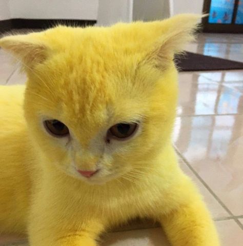 Thai Woman Uses Turmeric For Her Cat's Fungal Infection, And The Cat Accidentally Turns Yellow (12 Pics) Cat Pose Yoga, Pikachu Cat, Facebook User, Yellow Animals, Cat Tattoo Designs, Cat Stands, Cat Pose, Rainbow Cat, Fungal Infection