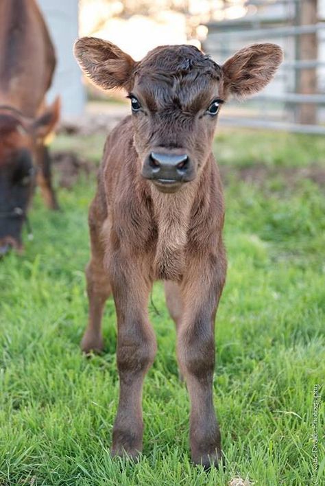 Calf Reference, Calf Photography, Cute Fluffy Cow, Calf Drawing, Cute Animals Drawings, Cow Faces, Cow Fluffy, Beauty Papers, Fluffy Cow