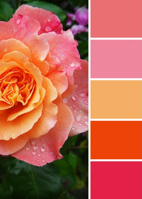 Peach pink rose palette Peach Turquoise Color Palette, Pink Peach Orange Color Palette, Soothing Paint Colors, Peach Wedding Colors, Rose Palette, Orange Color Palette, Peach Orange Color, Sunset Color Palette, Peach Color Dress