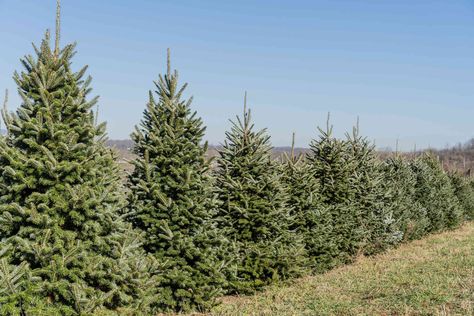 Fraser Fir Christmas Tree, Green Giant Arborvitae, Giant Arborvitae, Thuja Green Giant, Emerald Green Arborvitae, Leyland Cypress, Arborvitae Tree, Fraser Fir, Farmhouse Landscaping