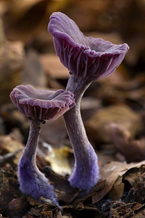 (T-DD) Laccaria amethystina, commonly known as the amethyst deceiver, is a small brightly coloured mushroom, that grows in deciduous as well as coniferous forests. The mushroom itself is edible, but can absorb arsenic from the soil. Wikipedia Lions Mane Benefits, Macro Photography Tips, Mushroom Pictures, Texture Photography, Mushroom Fungi, Wild Mushrooms, Mushroom Art, Green Nature, Yoga Lifestyle