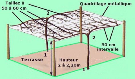 Mediterranean Landscape Design, Grape Vine Trellis, Grape Tree, Grape Trellis, Garden Hacks Diy, Diy Garden Trellis, Diy Trellis, Mediterranean Landscaping, Playground Design