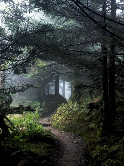 Foggy Appalachian trail off the top of Clingman's Dome NC [2250x3000][OC] Click the link for this photo in Original Resolution. If you have Twitter follow twitter.com/lifeporn5 for more cool photos. Thank you author: https://bit.ly/2HzmgAd Broadcasted to you on Pinterest by pinterest.com/sasha_limm Have The Nice Life! Clingmans Dome, Dark Naturalism, Dark Forest Aesthetic, Forest Path, Appalachian Trail, Dark Forest, Landscape Photographers, In The Woods, Nice View