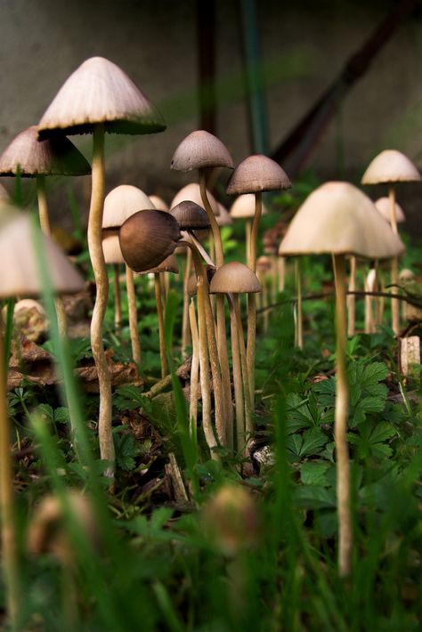 Explore PauPePro's photos on Flickr. PauPePro has uploaded 4194 photos to Flickr. Liberty Caps Mushroom, Shroom Forest, Liberty Caps, Woodland Mushrooms, Psilocybin Mushrooms, Mushrooms Growing, Mushroom Magic, Lichen Moss, Slime Mould