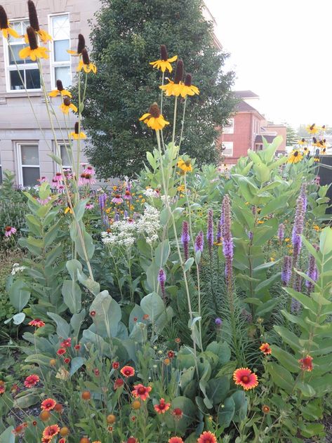 Milkweed Garden Layout, Pollinator Garden Front Yard, Prairie Garden Ideas, Wildflowers Landscaping, Wildflower Garden Layout, Small Pollinator Garden, Northern Garden, Backyard Meadow Garden, Backyard Cottage Garden