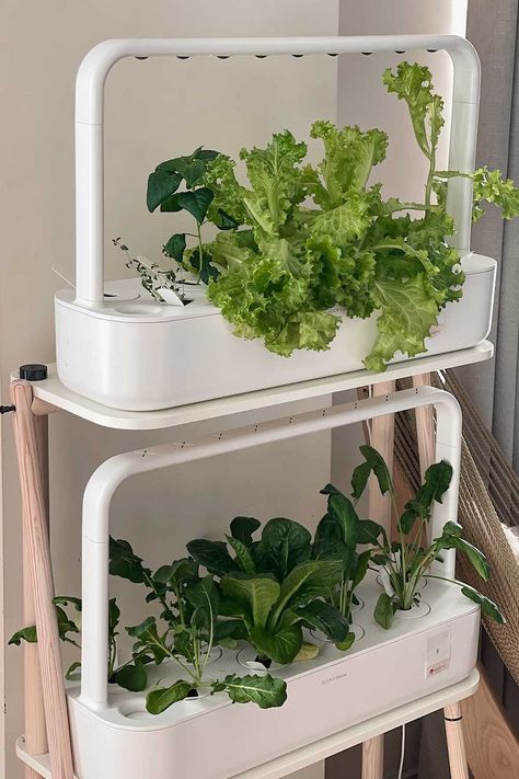 How to Make Your Own Aerogarden Replacement Pods Indoor Salad Garden, Apartment Vegetable Garden, Growing Lettuce Indoors, Small Nyc Apartment, Indoor Vegetable Garden, Click And Grow, Hydroponic Lettuce, Salad Garden, Types Of Lettuce