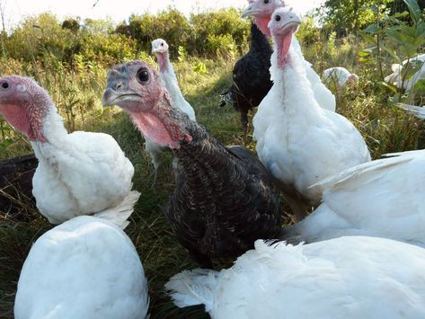 Raising Free Range Turkeys is a Joy! – Small Farmer's Journal Turkey Raising, Raising Turkeys, Turkey Farm, Baby Turkey, Turkey Legs, Turkey Meat, Organic Remedy, Self Sufficient, Natural Vitamins