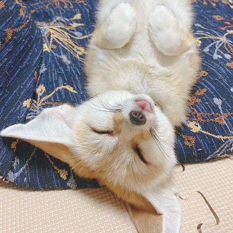 Fennec Fox Pet, Zorro Fennec, Tattoo Nature, Fennec Fox, Pet Fox, Pretty Animals, Silly Animals, Cute Fox, Cute Animal Photos