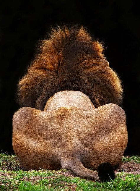 Does this mane make my butt look big? Lion And Lioness, Lion Love, Cane Corso, Sphynx, Wild Life, On The Ground, Animal Planet, An Animal, Animal Photo