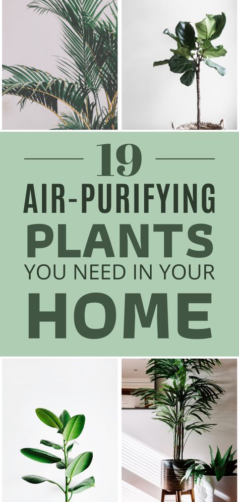 Plants Indoor Decoration, Diy Air Purifier, Rustic Apartment Decor, Low Maintenance Indoor Plants, Home Air Purifier, Trendy Plants, Apartment Plants, Best Indoor Plants, Air Purifying Plants