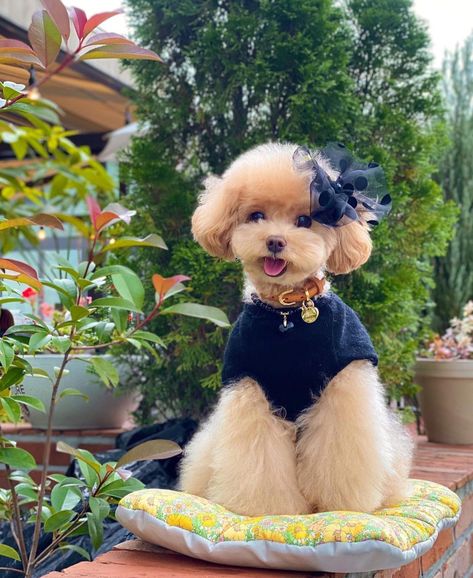 Maltese Dogs Haircuts, Toy Poodle Haircut, Dog Coat Pattern, Poodle Haircut, Puppy Room, Dog Accesories, Dog Mommy, Cute Dogs Images, Dog Haircuts